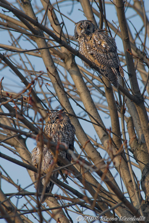 Roost di gufi